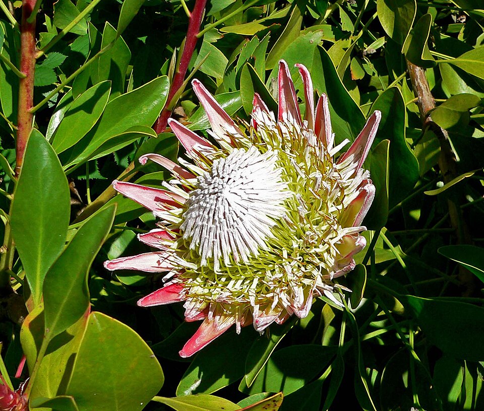 Protea cynaroides