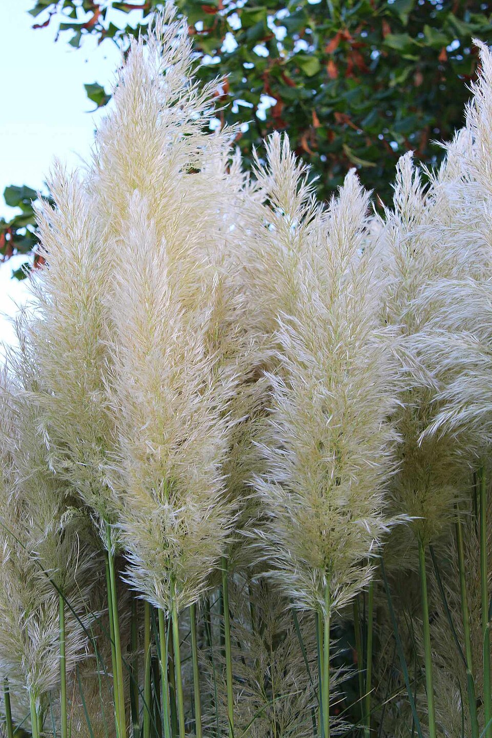 Cortaderia selloana, Serbia