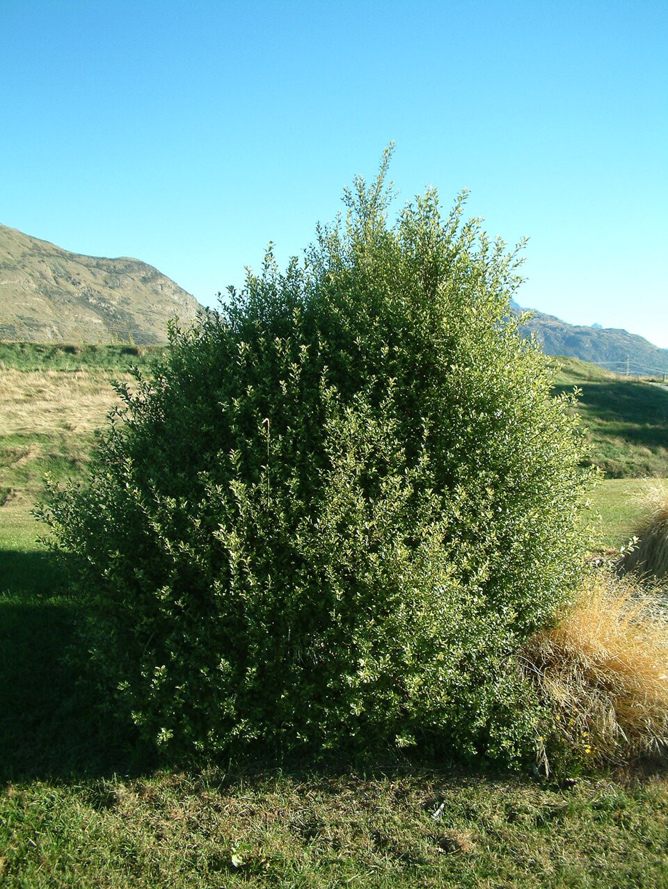 Pittosporum tenuifolium tree