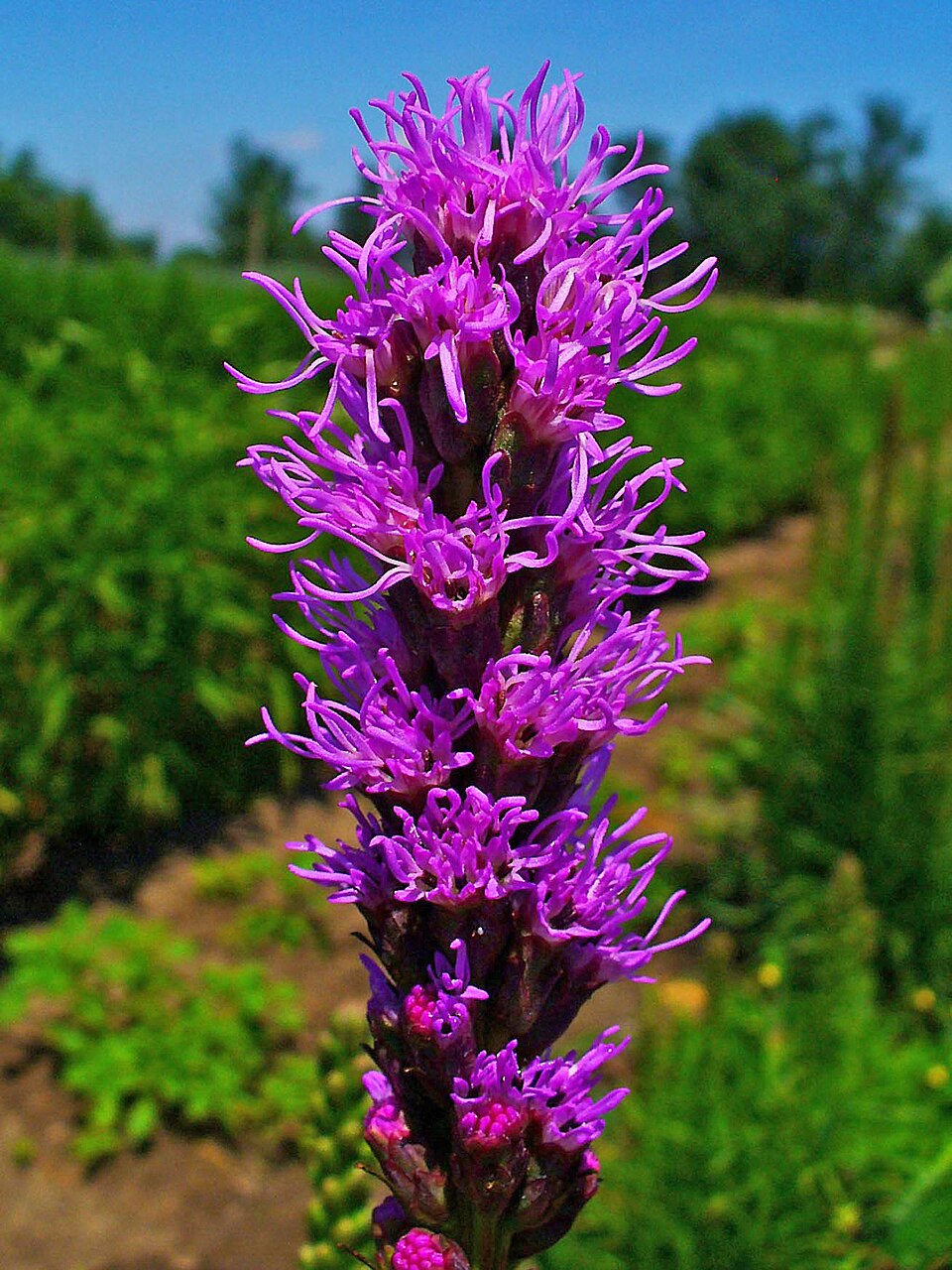 Liatris spicata