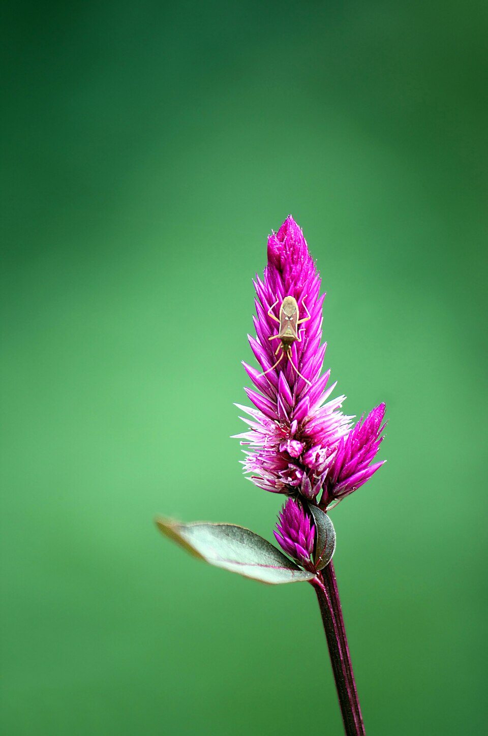 Celosia argentea flower spike — a comparison of celosia forms