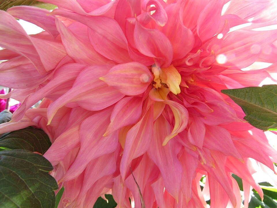 A pink dinnerplate dahlia in close-up