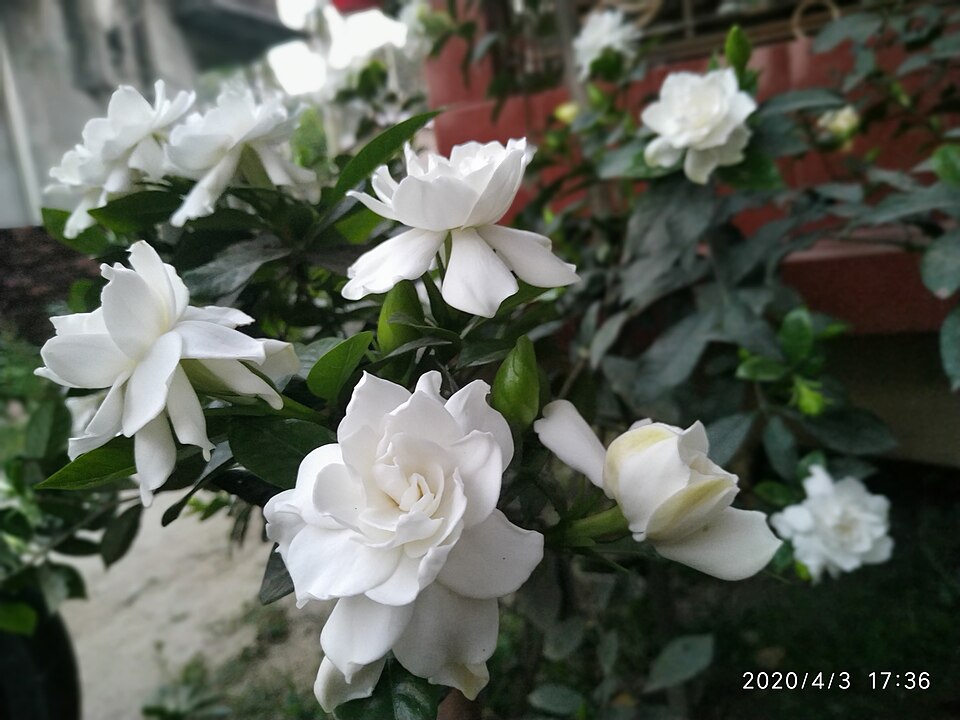 Gardenia — botanical study