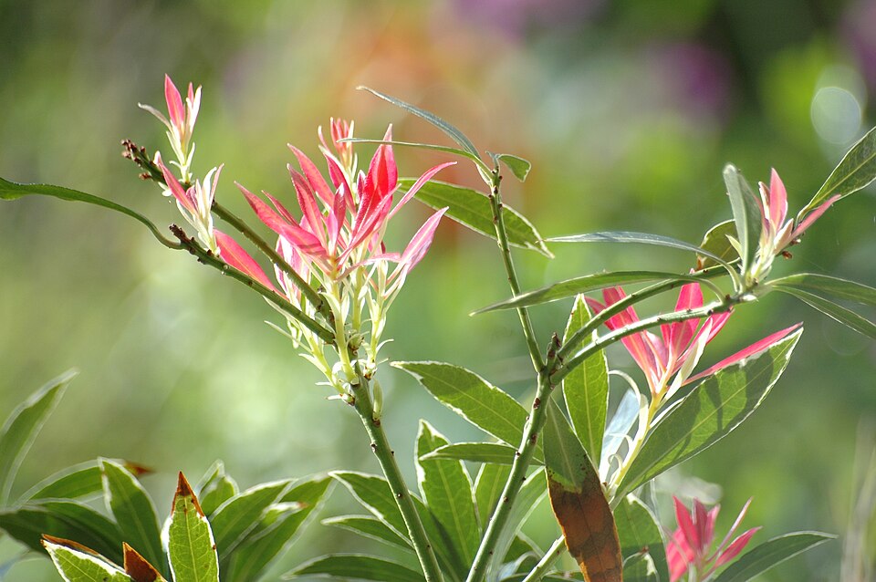 Pieris japonica