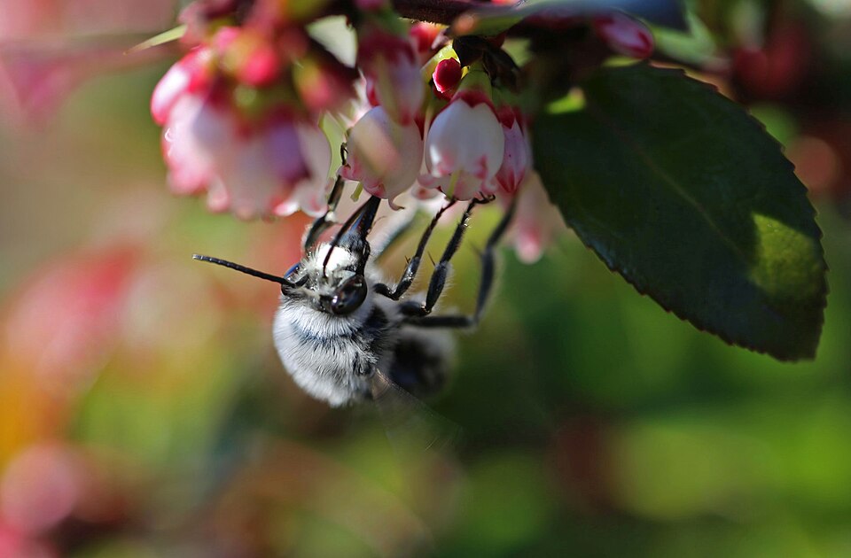 USFWS vaccinium ovatum