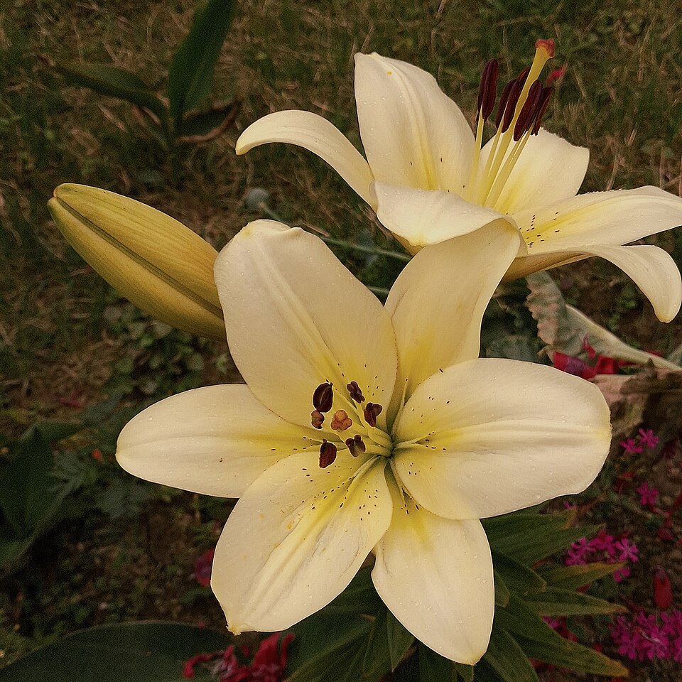 Ivory Oriental Lily
