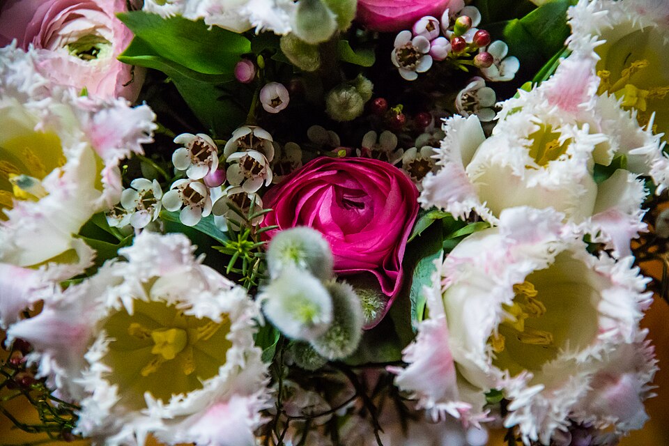 Ranunculus and tulips with waxflower