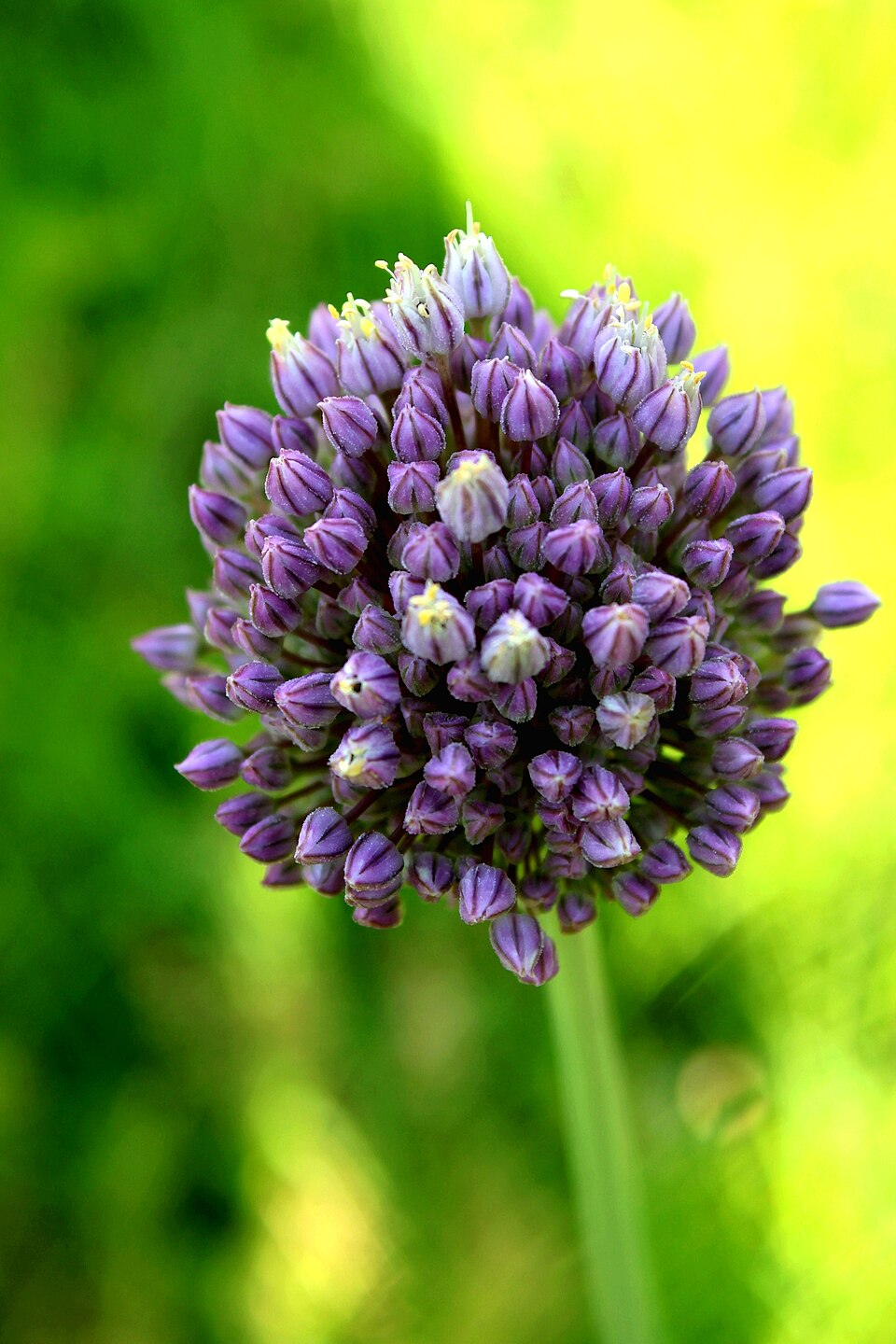 Allium — botanical study