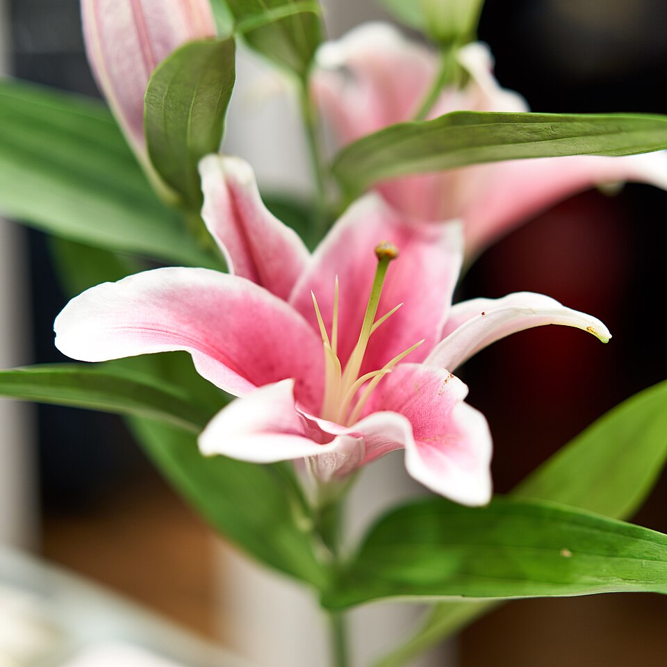 Pink Lily Oriental Marlon flower