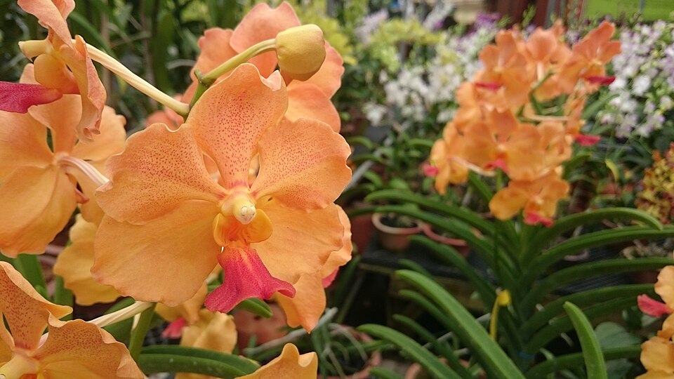 Orchids (Mokara mix)