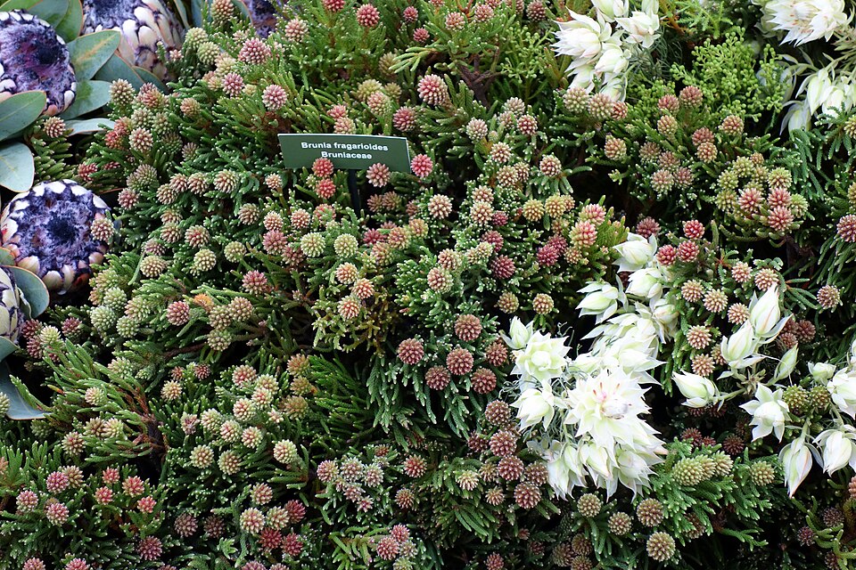 Brunia fragarioides — a related brunia species