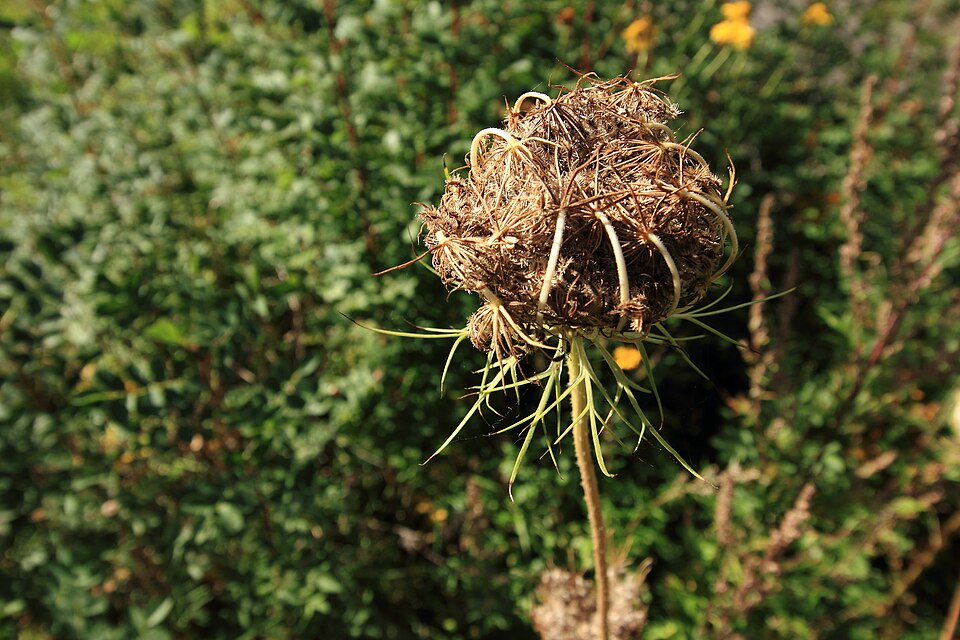Daucus carota