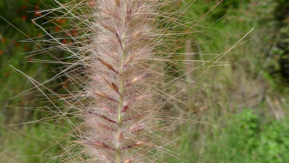Fountain Grass inflorescence detail