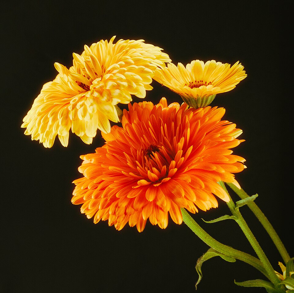 Calendula Flowers- May