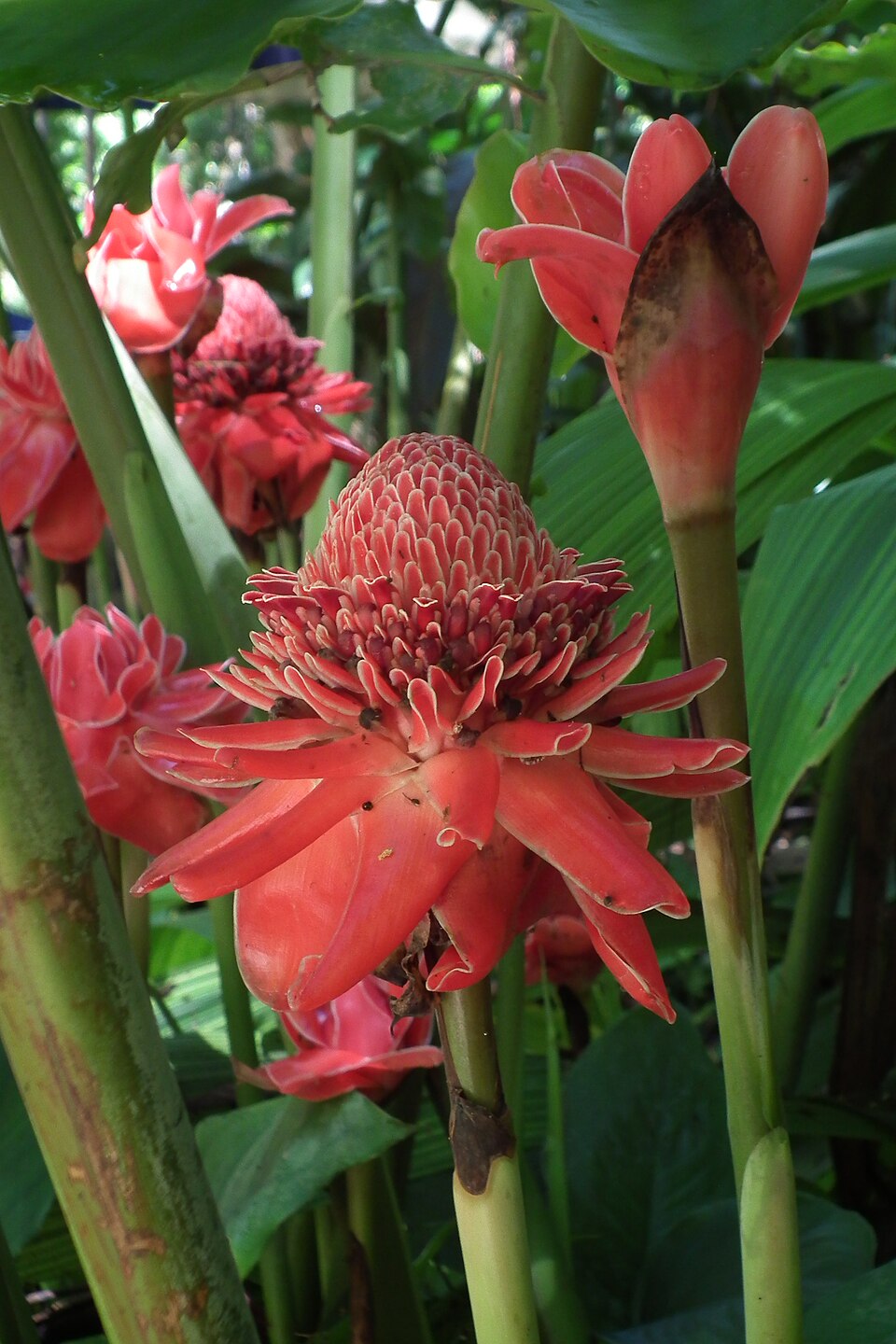 Etlingera elatior Torch Ginger, Luang Phabang トーチジンジャー, ルアンパバーン DSCF6454