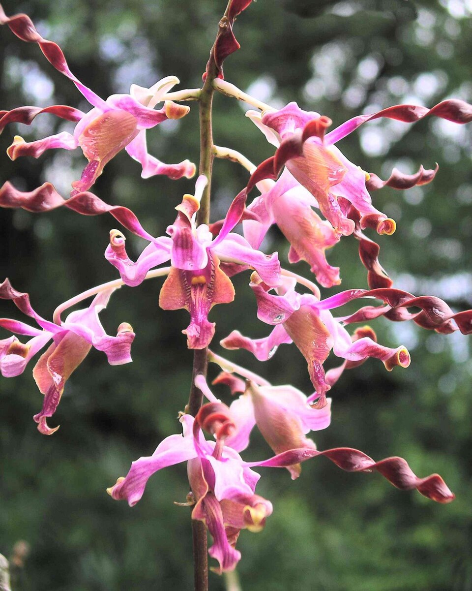 DendrobiumMargaretThatcher-NationalOrchidGarden-Singapore-20041025