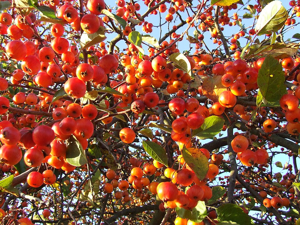 Malus evereste