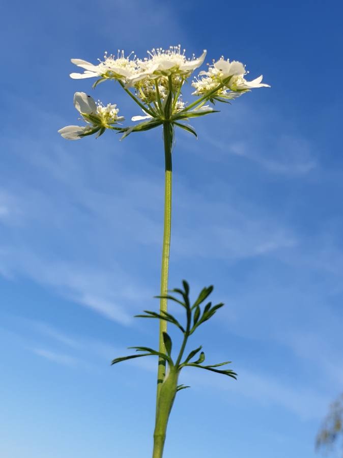 Orlaya grandiflora - Pl@ntnet