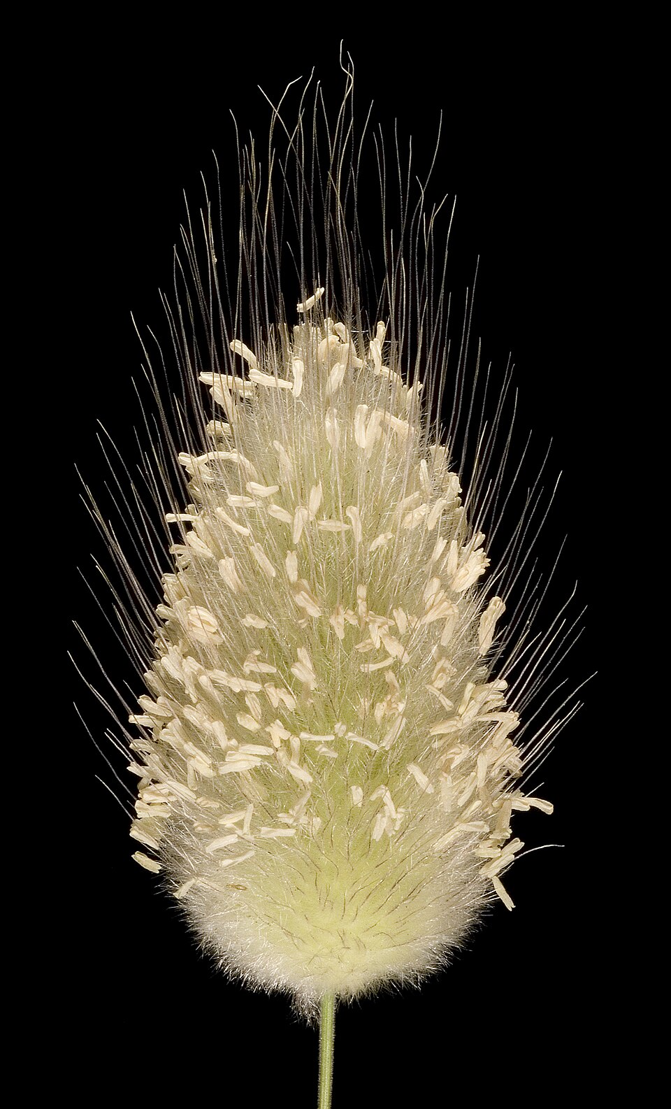 Lagurus ovatus - Flickr - Kevin Thiele