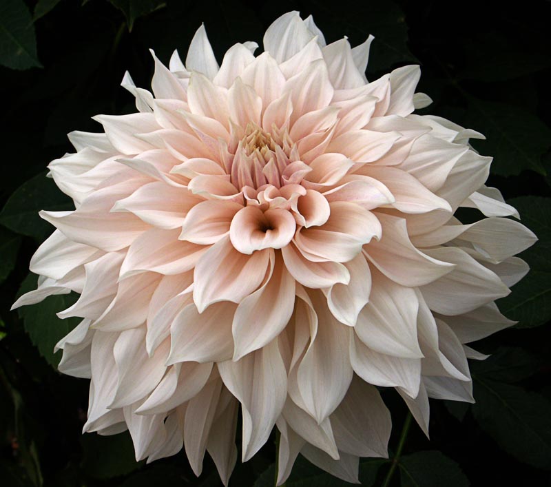 ‘Café au Lait’ dahlia