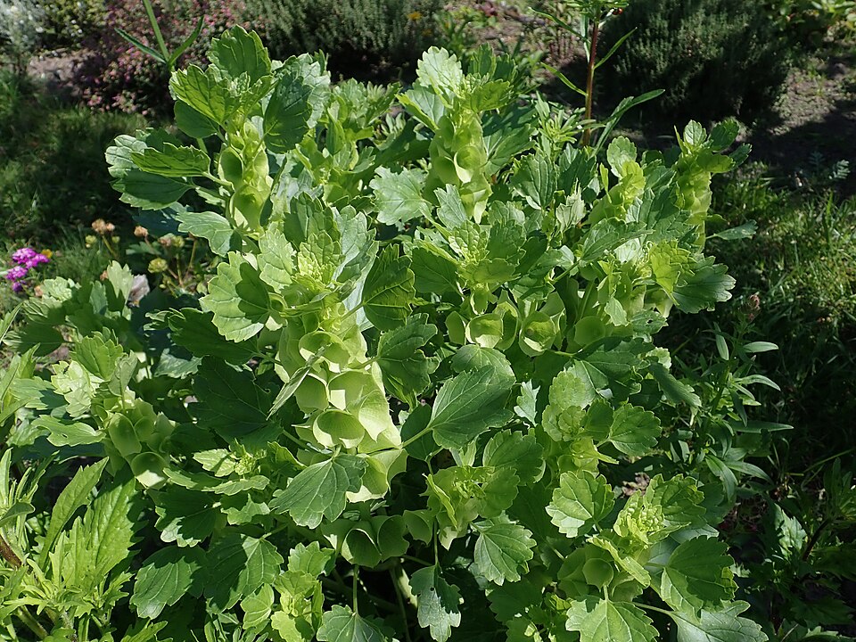 Moluccella laevis