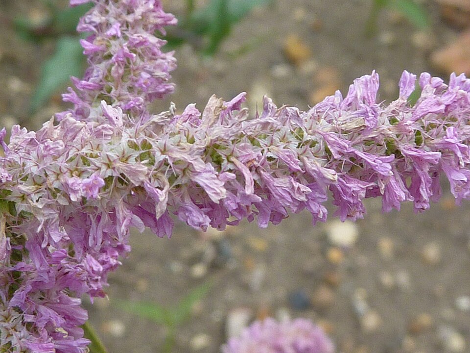 Psylliostachys suworowii (Plumbaginaceae) flowers