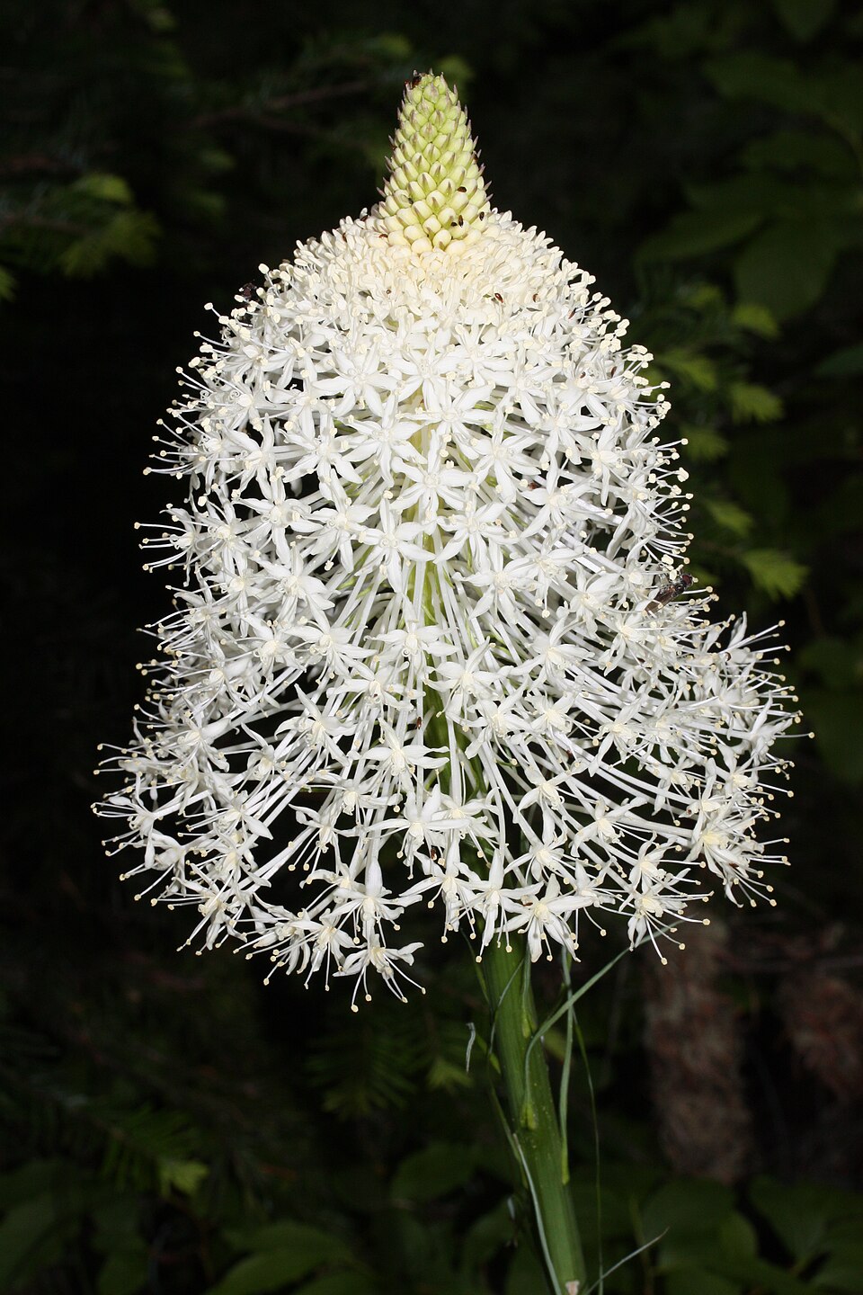Xerophyllum tenax