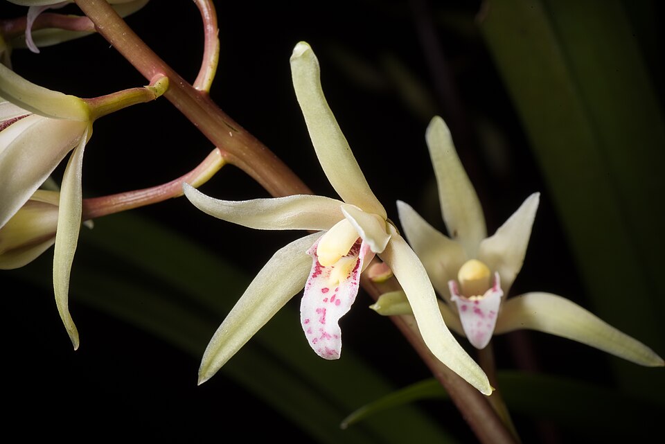 Cymbidium aliciae Quisumb., Philipp. J. Sci.