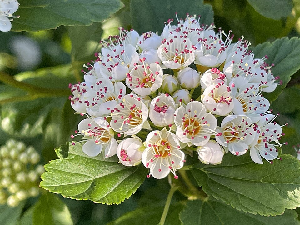 Physocarpus opulifolius