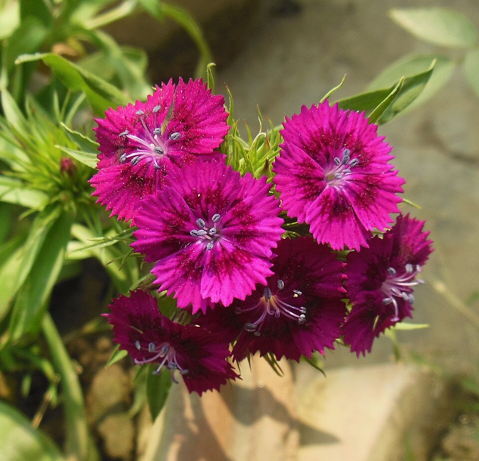 Sweet William-Dianthus barbatus