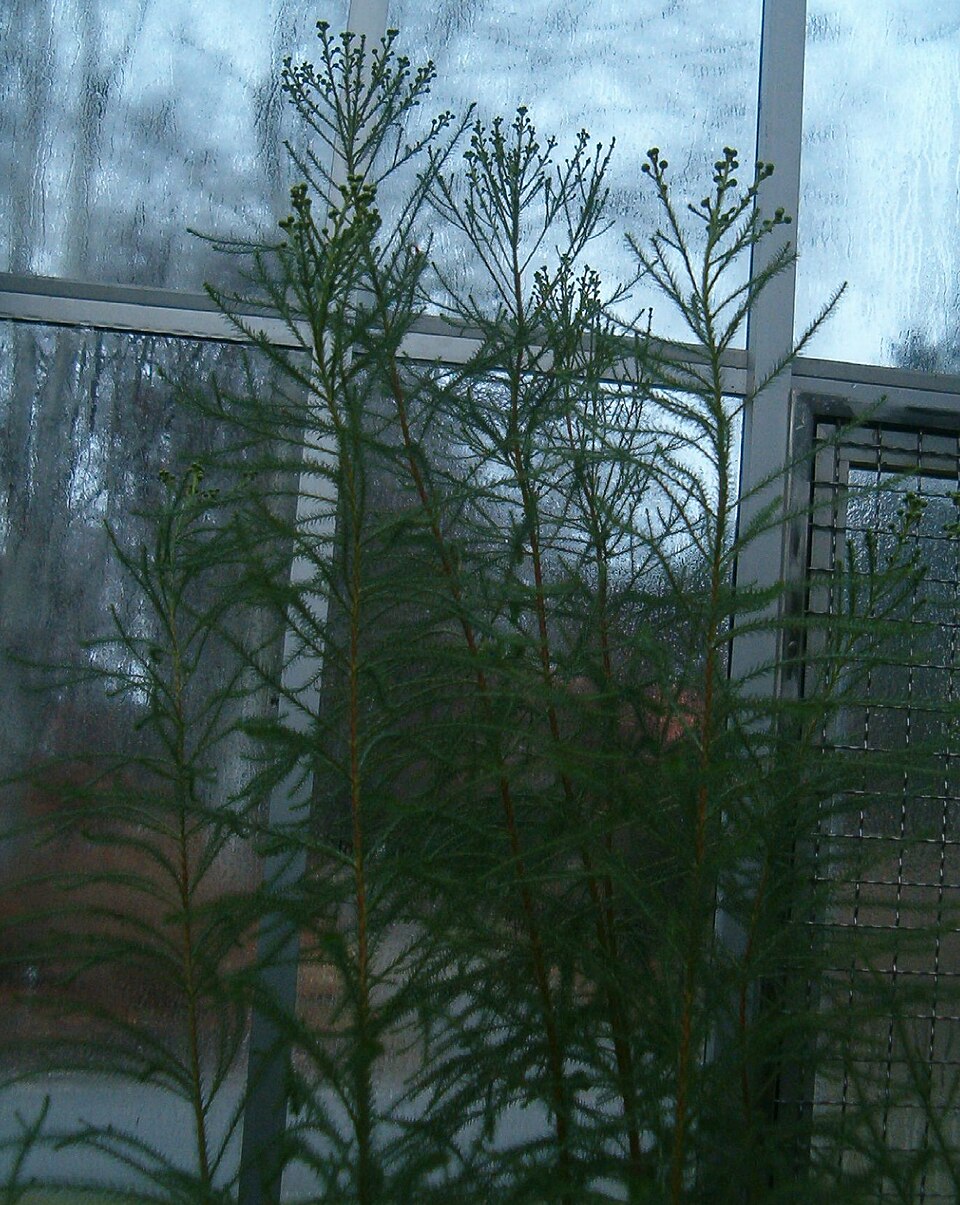 Berzelia lanuginosa BotGardBln271207B
