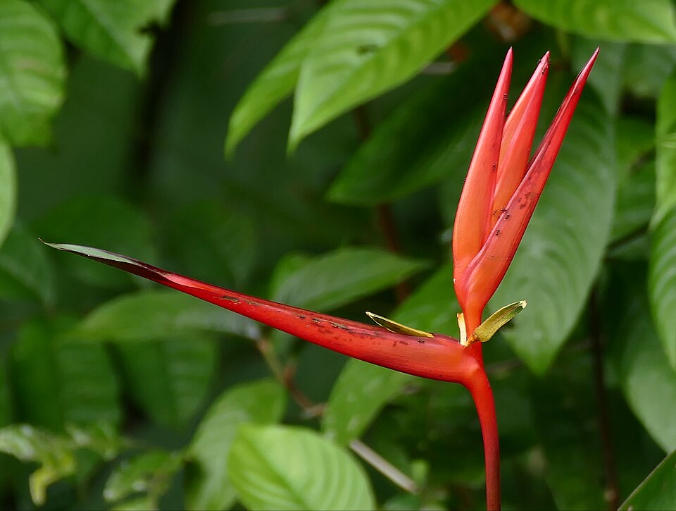 False Bird-of-paradise (Heliconia acuminata)