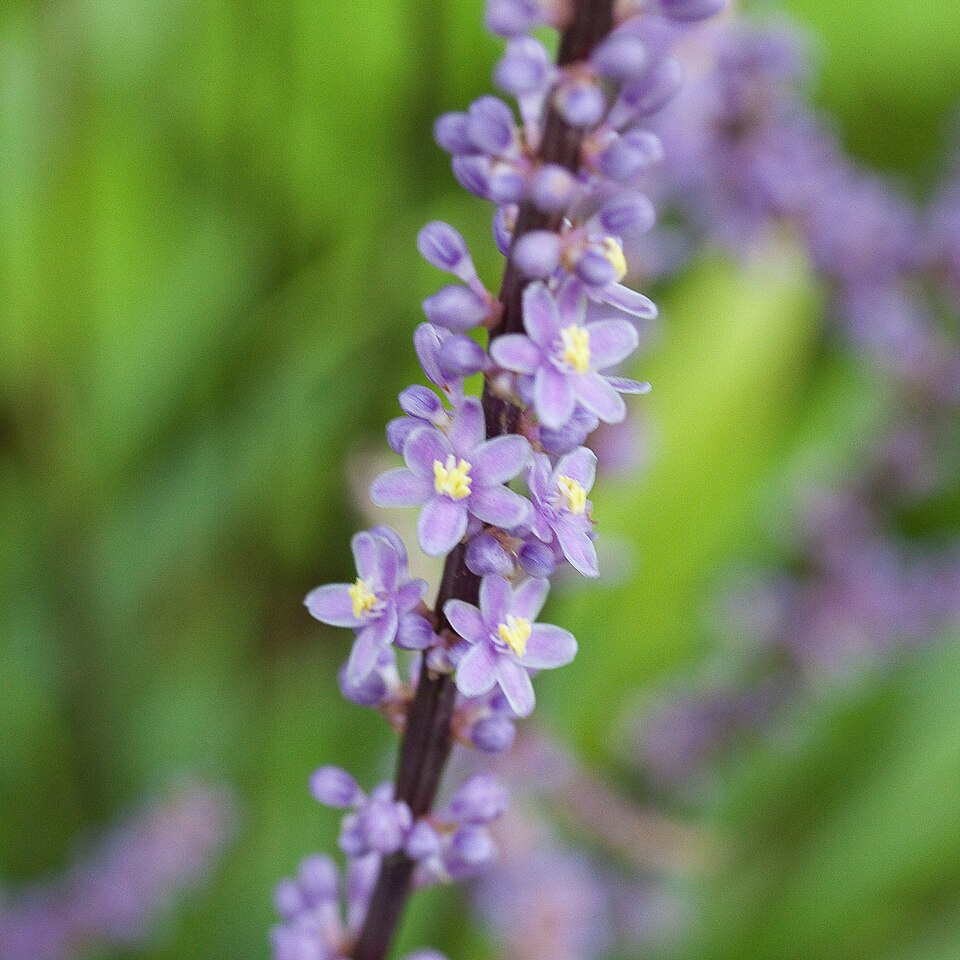 Liriope muscari - Fleurs-2