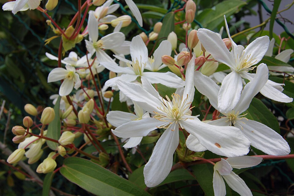Clematis armandii01-4035~2015
