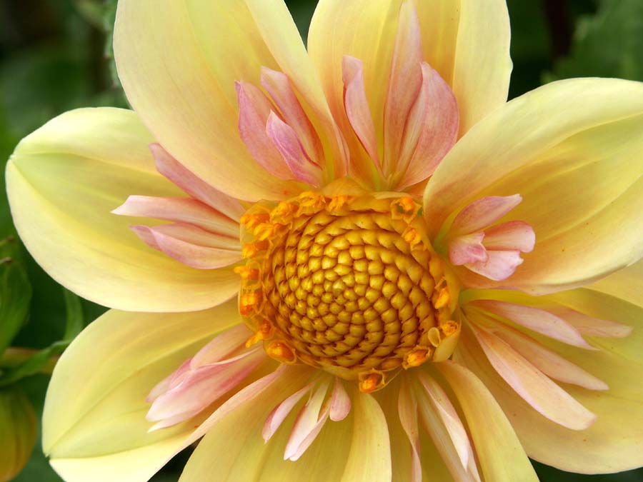 Collarette Dahlia - "Apple Blossom" cultivar