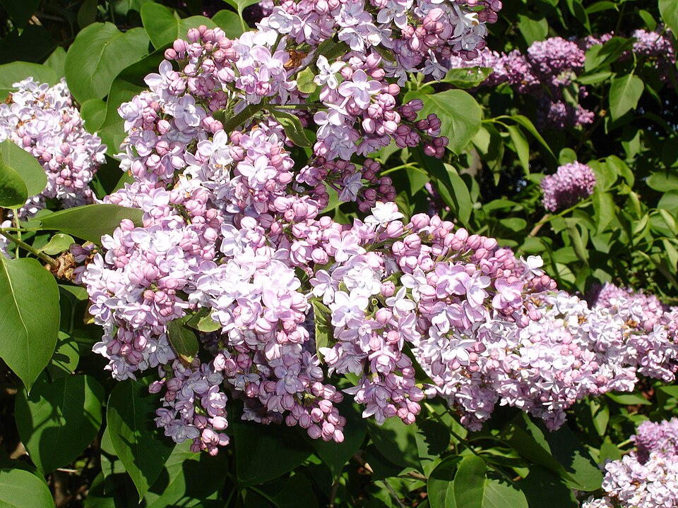 SyringaVulgarisEtna2b.UME