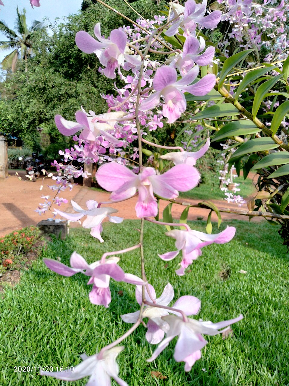 Dendrobium Orchid vijayanrajapuram