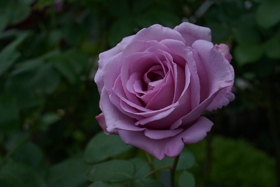Rosa 'Blue Moon' at Ishida Rose Garden in Odate, Akita, Japan