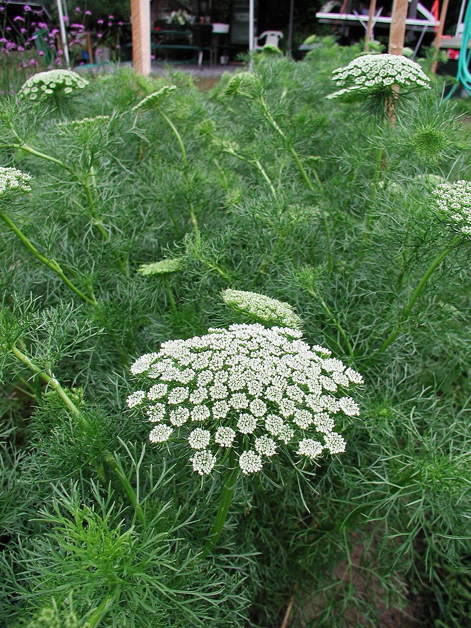 Ammi Visnaga