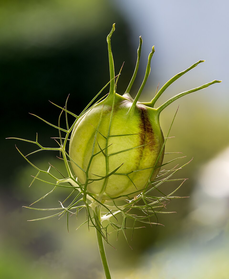 Jungfer im Grünen (Nigella damascena) Samenkapseln-20220613-RM-175240
