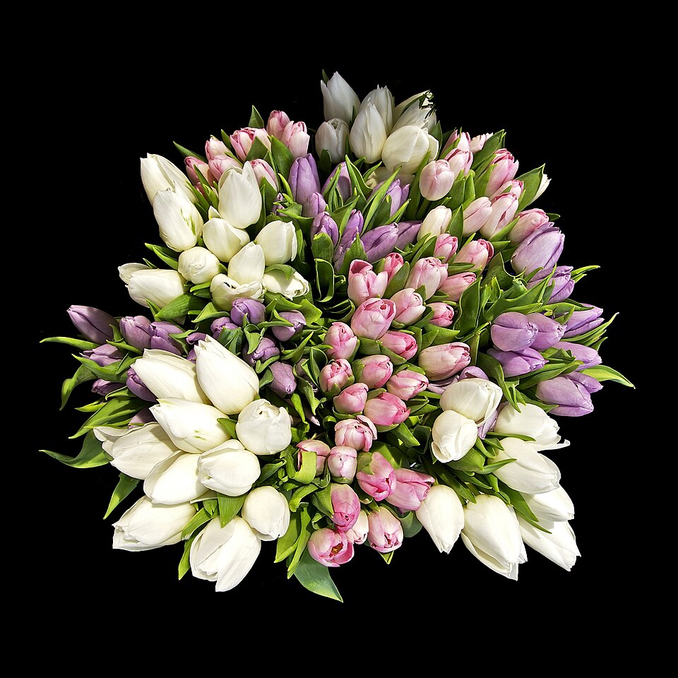 A bunch of cut tulips in Paris; commercial grade unspecified