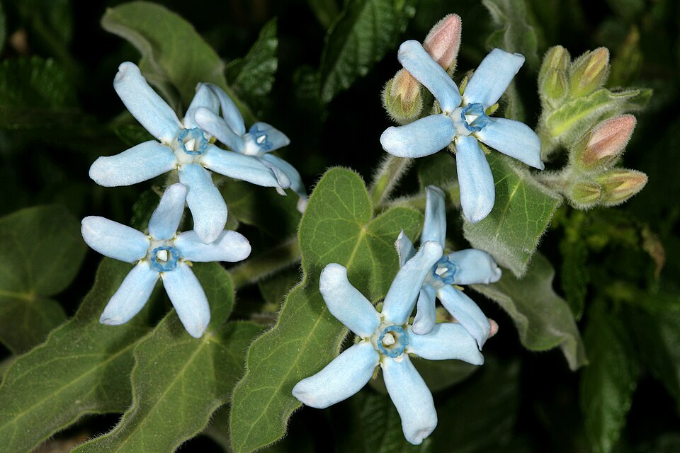 Oxypetalum coeruleum