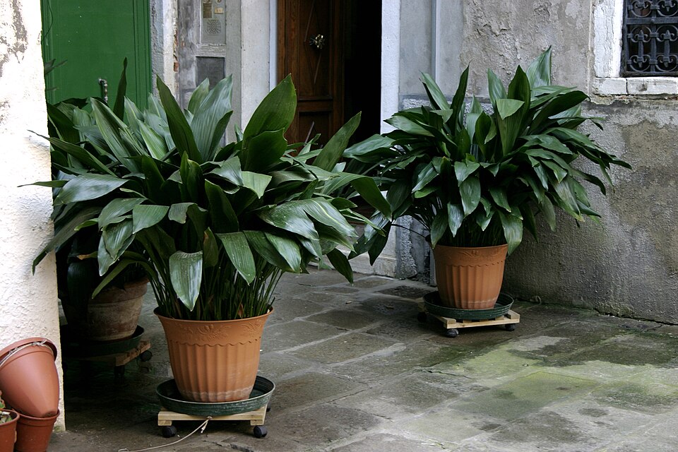 Aspidistra elatior -