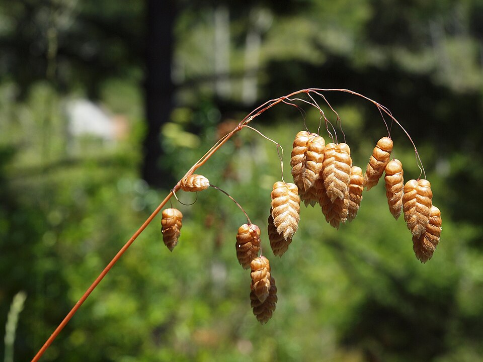 Big quakinggrass (Briza maxima)