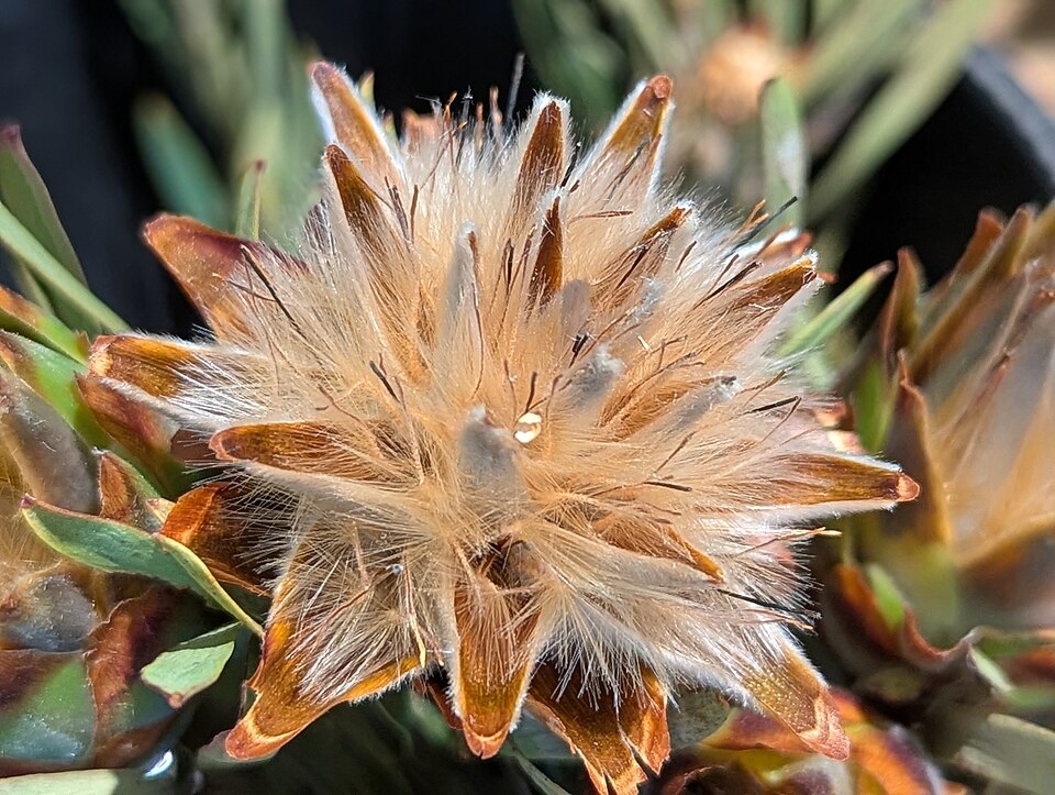 A close-up image of a flower of Leucadendron Plumosum