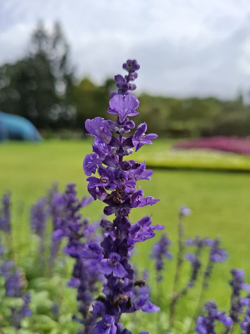 Salvia farinacea-bunga-Raflinoer32