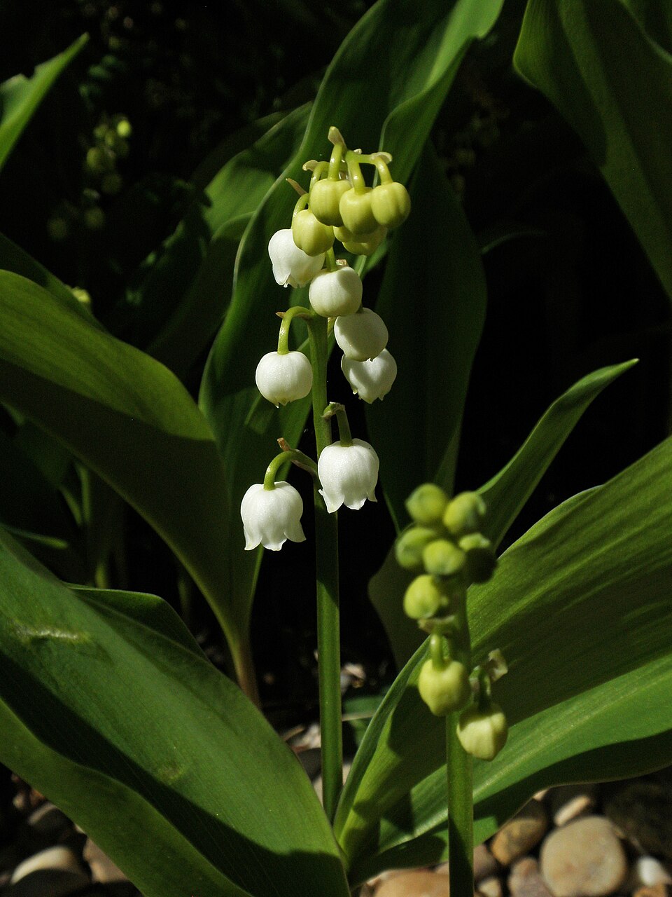 Lily-of-the-Valley