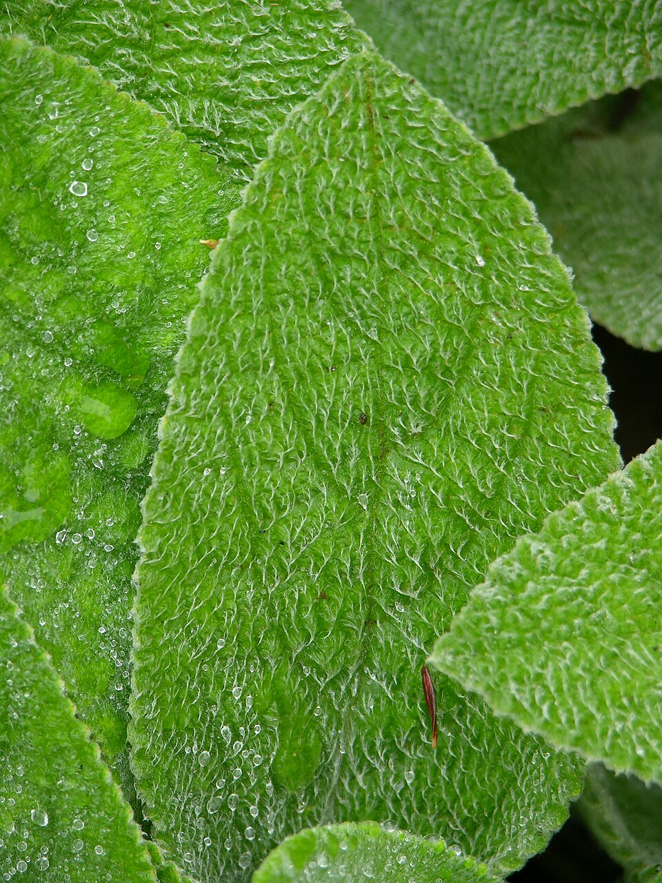 Lamb's Ear Stachys byzantina Leaf 2448px