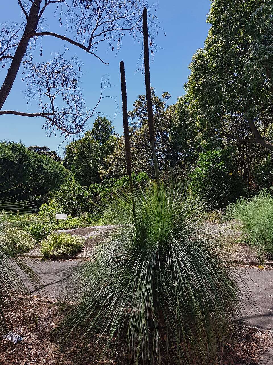 XanthorrhoeaMedia SydBG-20171107-2b