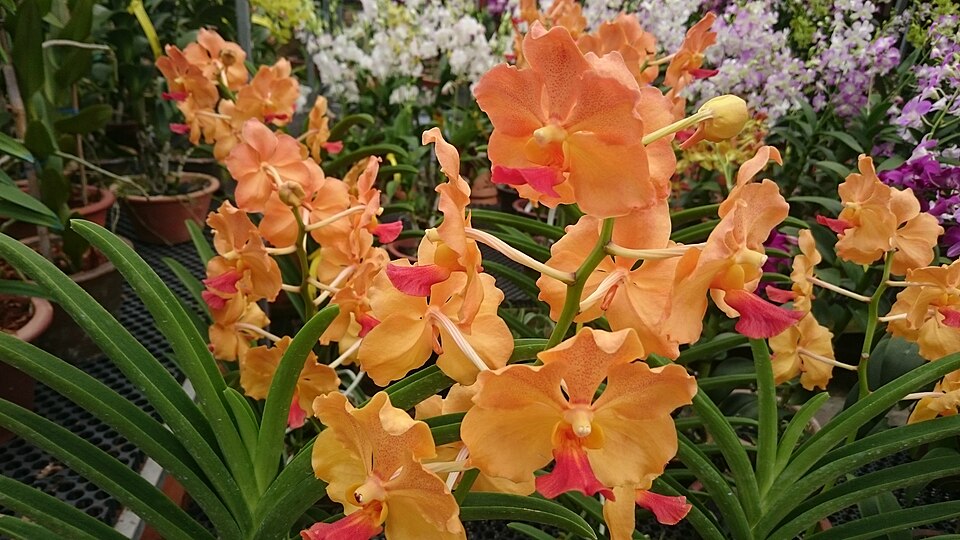 Orchids (Mokara mix)